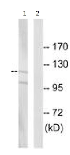 Western blot - Anti-PTPRN2 antibody (AB230360)