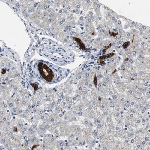 Immunohistochemistry (Formalin/PFA-fixed paraffin-embedded sections) - Anti-PTPRN2 antibody (AB244293)