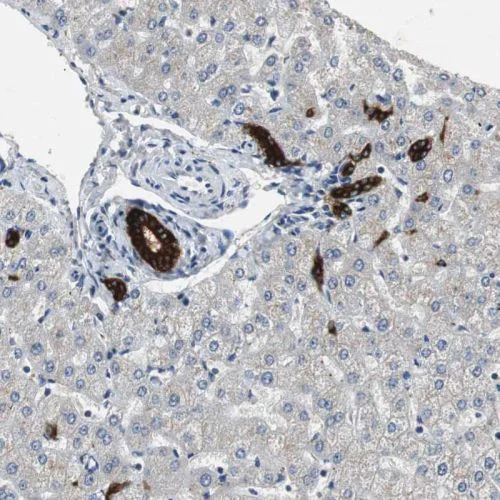 Immunohistochemistry (Formalin/PFA-fixed paraffin-embedded sections) - Anti-PTPRN2 antibody (AB244293)
