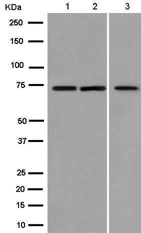 Western blot - Anti-PTPRR/PCPTP1 antibody [EPR13188] - BSA and Azide free (AB250146), expandable thumbnail