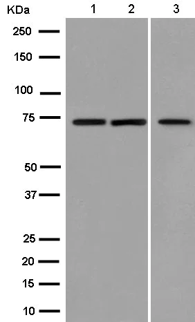 Western blot - Anti-PTPRR/PCPTP1 antibody [EPR13188] - BSA and Azide free (AB250146)