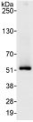 Immunoprecipitation - Anti-PTRF antibody (AB76919)