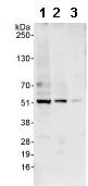 Western blot - Anti-PTRF antibody (AB76919)