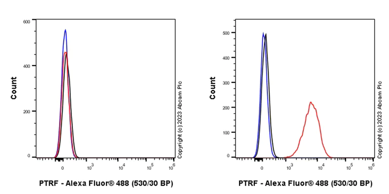 Flow Cytometry (Intracellular) - Anti-PTRF antibody [EPR27006-67] (AB308623)