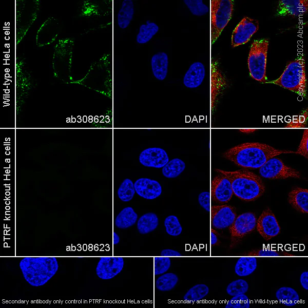 Immunocytochemistry/ Immunofluorescence - Anti-PTRF antibody [EPR27006-67] - BSA and Azide free (AB308624)
