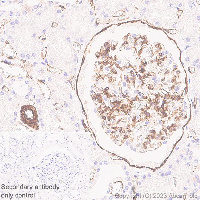 Immunohistochemistry (Formalin/PFA-fixed paraffin-embedded sections) - Anti-PTRF antibody [EPR27006-67] - BSA and Azide free (AB308624)