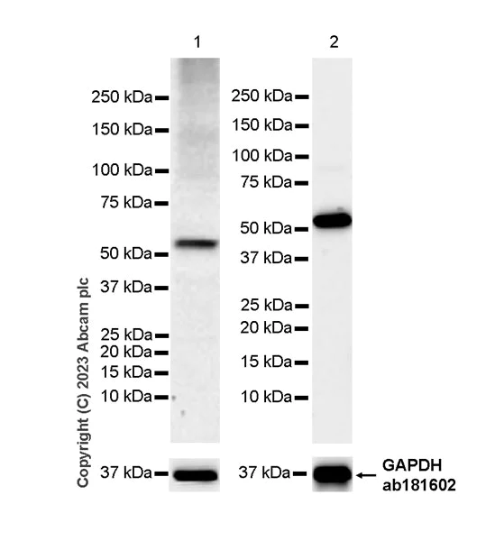 Western blot - Anti-PTRF antibody [EPR27006-67] - BSA and Azide free (AB308624)