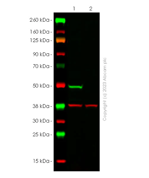 Western blot - Anti-PTRF antibody [EPR27006-67] - BSA and Azide free (AB308624)