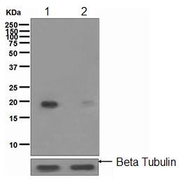 Western blot - Anti-PTS/PTPS (phospho S19) antibody [EPR1517(2)] (AB109462), expandable thumbnail