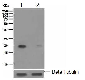 Western blot - Anti-PTS/PTPS (phospho S19) antibody [EPR1517(2)] (AB109462)