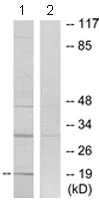 Western blot - Anti-PTTG1IP antibody (AB128040)