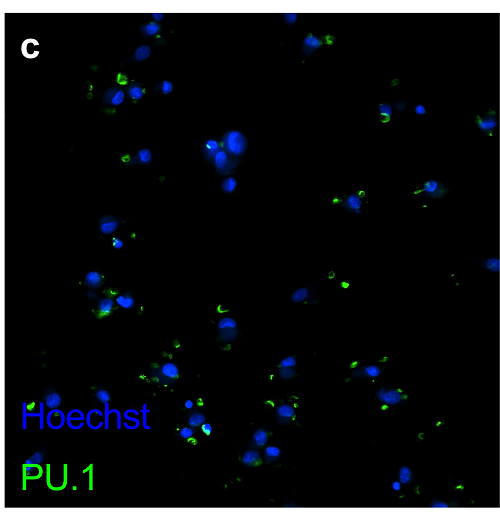 Immunocytochemistry/ Immunofluorescence - Anti-PU.1/Spi1 antibody [2G1] (AB88082), expandable thumbnail