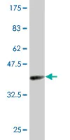 Western blot - Anti-PU.1/Spi1 antibody [2G1] (AB88082)