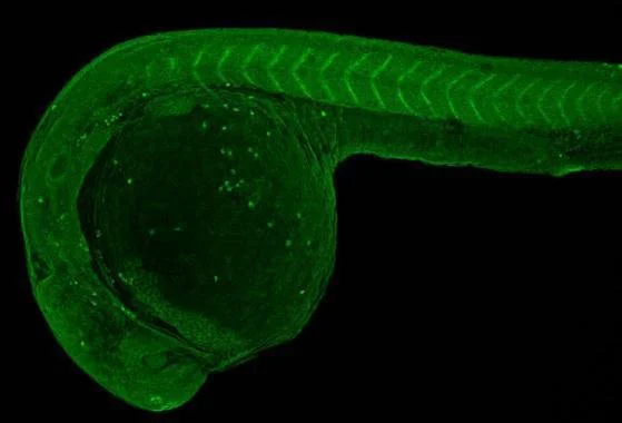 IHC - Wholemount - Anti-PU.1/Spi1 antibody (AB209983)