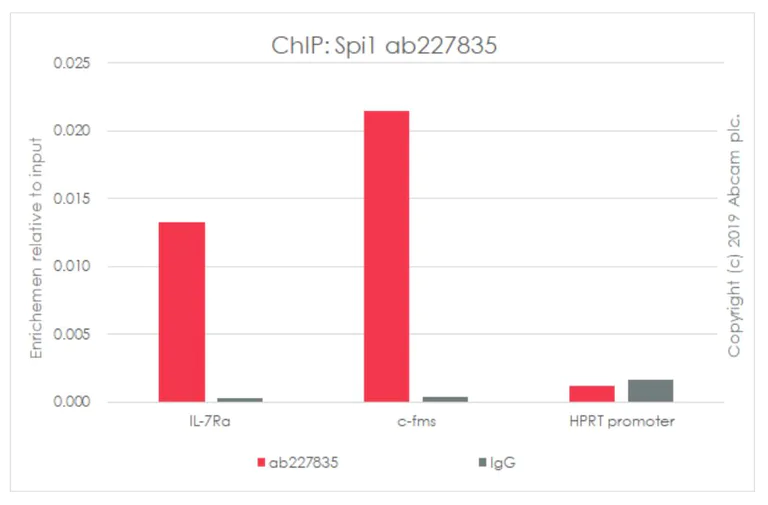 ChIP - Anti-PU.1/Spi1 antibody [EPR22624-20] - ChIP Grade (AB227835)