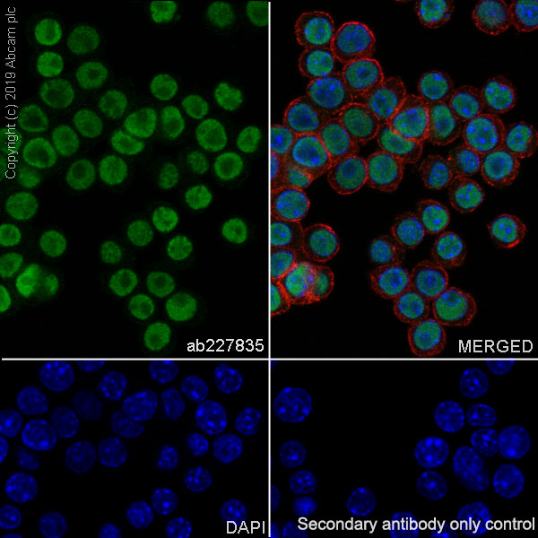 Anti-PU.1/Spi1 antibody - ChIP Grade [EPR22624-20] (ab227835) | Abcam