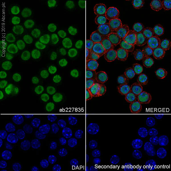 Immunocytochemistry/ Immunofluorescence - Anti-PU.1/Spi1 antibody [EPR22624-20] - ChIP Grade (AB227835)