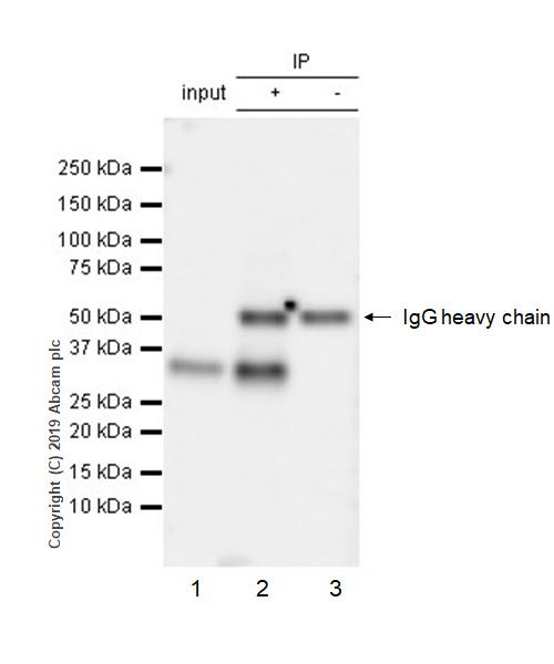 Anti-PU.1/Spi1 antibody - ChIP Grade [EPR22624-20] (ab227835) | Abcam