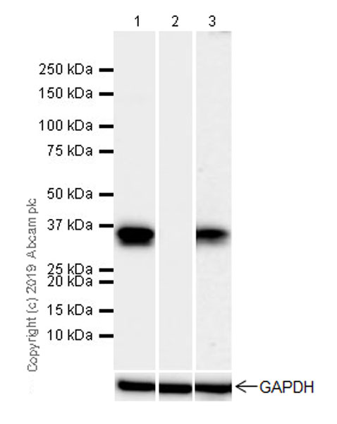 Anti-PU.1/Spi1 antibody - ChIP Grade [EPR22624-20] (ab227835) | Abcam