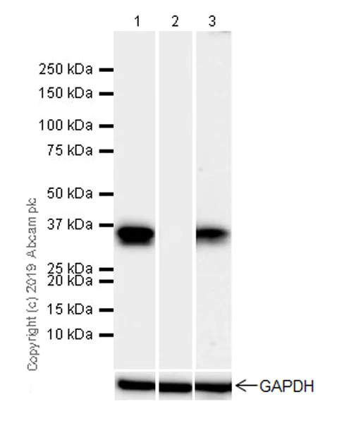Western blot - Anti-PU.1/Spi1 antibody [EPR22624-20] - ChIP Grade (AB227835)