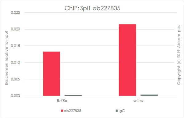 ChIP - Anti-PU.1/Spi1 antibody [EPR22624-20] - ChIP Grade - BSA and Azide free (AB264473)