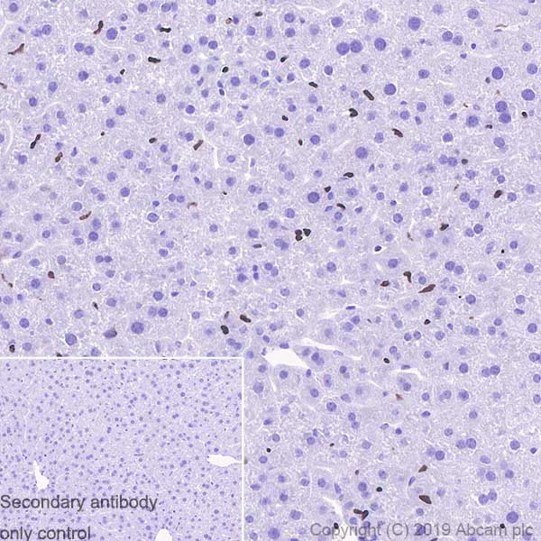 Immunohistochemistry (Formalin/PFA-fixed paraffin-embedded sections) - Anti-PU.1/Spi1 antibody [EPR22624-20] - ChIP Grade - BSA and Azide free (AB264473)