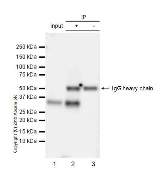 Immunoprecipitation - Anti-PU.1/Spi1 antibody [EPR22624-20] - ChIP Grade - BSA and Azide free (AB264473)