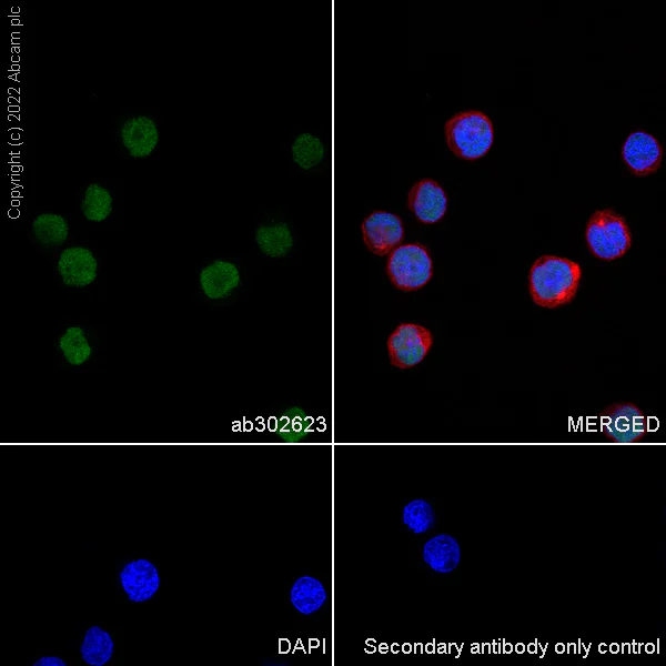 Immunocytochemistry/ Immunofluorescence - Anti-PU.1/Spi1 antibody [EPR25123-110] (AB302623)