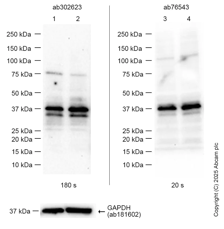 Western blot - Anti-PU.1/Spi1 antibody [EPR25123-110] (AB302623)