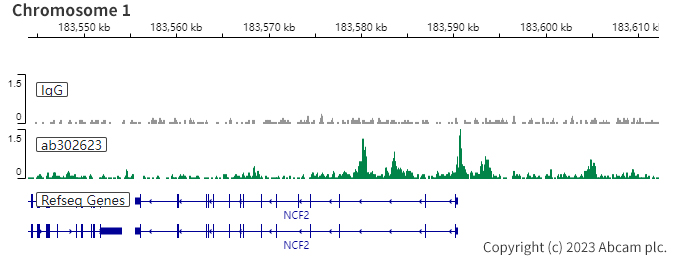 ChIC/CUT&RUN sequencing - Anti-PU.1/Spi1 antibody [EPR25123-110] (BSA and Azide free) (AB302624), expandable thumbnail