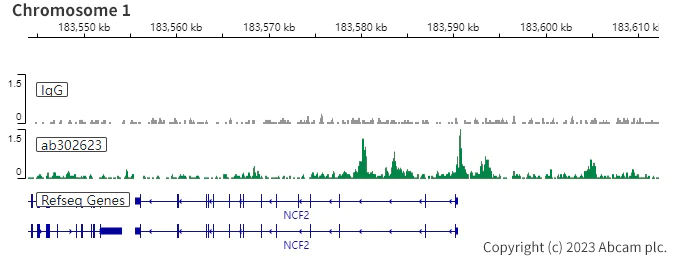 ChIC/CUT&RUN sequencing - Anti-PU.1/Spi1 antibody [EPR25123-110] (BSA and Azide free) (AB302624)