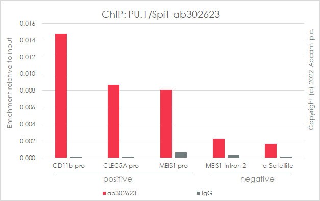 ChIP - Anti-PU.1/Spi1 antibody [EPR25123-110] (BSA and Azide free) (ab302624), expandable thumbnail