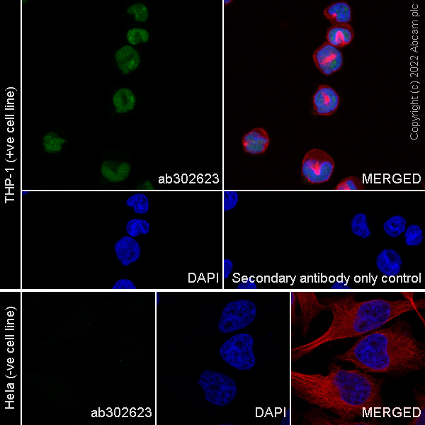 Immunocytochemistry/ Immunofluorescence - Anti-PU.1/Spi1 antibody [EPR25123-110] (BSA and Azide free) (ab302624), expandable thumbnail
