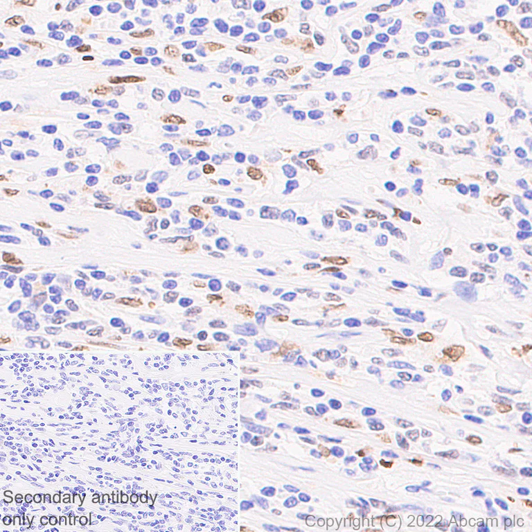 PU.1/Spi1抗体[EPR25123-110] (BSA and Azide free) (ab302624)| Abcam中文官网