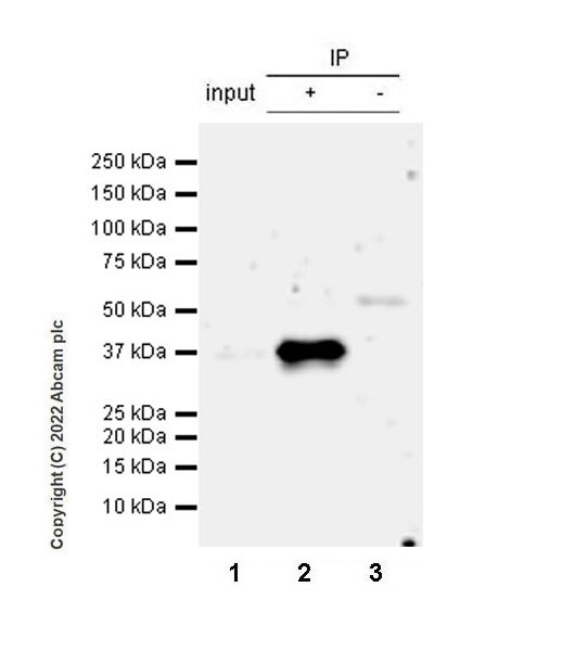 Immunoprecipitation - Anti-PU.1/Spi1 antibody [EPR25123-110] (BSA and Azide free) (AB302624), expandable thumbnail