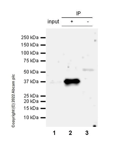 Immunoprecipitation - Anti-PU.1/Spi1 antibody [EPR25123-110] (BSA and Azide free) (AB302624)