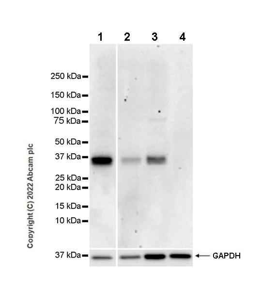 Western blot - Anti-PU.1/Spi1 antibody [EPR25123-110] (BSA and Azide free) (AB302624)