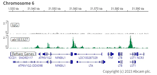 ChIC/CUT&RUN sequencing - Anti-PU.1/Spi1 antibody [SP238] (AB183327)