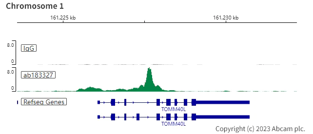 ChIC/CUT&RUN sequencing - Anti-PU.1/Spi1 antibody [SP238] (AB183327)