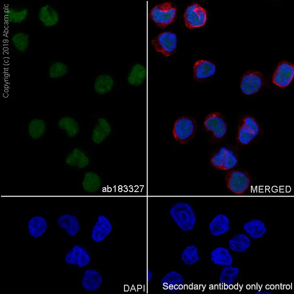 Immunocytochemistry/ Immunofluorescence - Anti-PU.1/Spi1 antibody [SP238] (AB183327)