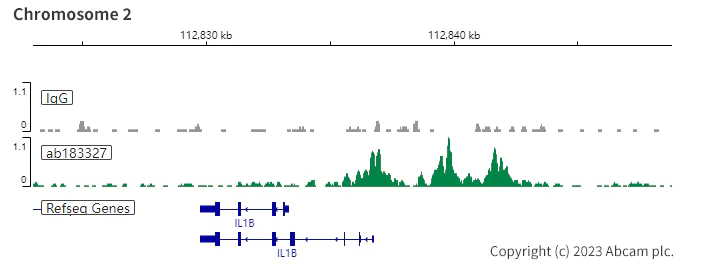 Anti-PU.1/Spi1 antibody [SP238] - BSA and Azide free (ab271940) | Abcam
