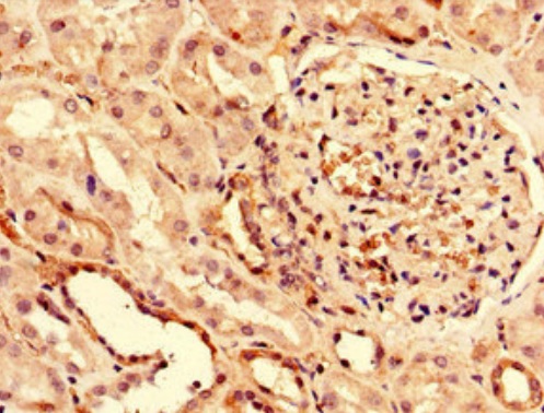 Immunohistochemistry (Formalin/PFA-fixed paraffin-embedded sections) - Anti-PUF60/FIR antibody (AB222897)