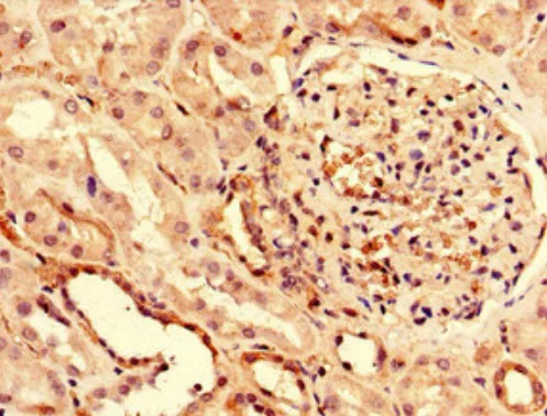 Immunohistochemistry (Formalin/PFA-fixed paraffin-embedded sections) - Anti-PUF60/FIR antibody (AB222897)
