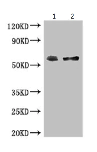 Western blot - Anti-PUF60/FIR antibody (AB222897)