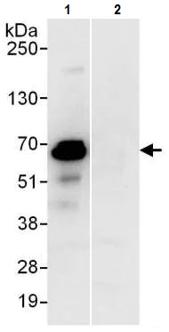 Immunoprecipitation - Anti-PUF60/FIR antibody (AB225705)