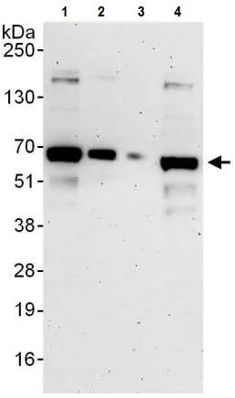 Western blot - Anti-PUF60/FIR antibody (AB225705)