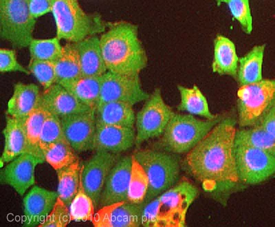 Immunocytochemistry/ Immunofluorescence - Anti-PUF60/FIR antibody (AB22819)