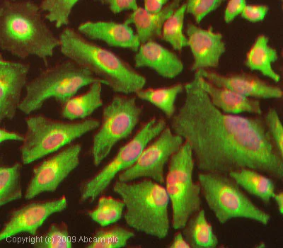 Immunocytochemistry/ Immunofluorescence - Anti-PUMA antibody (AB9643)