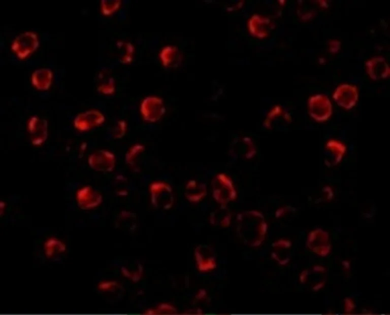 Immunocytochemistry/ Immunofluorescence - Anti-PUMA antibody (AB9643)