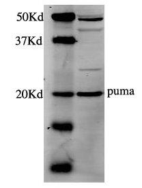 Western blot - Anti-PUMA antibody (ab9643), expandable thumbnail